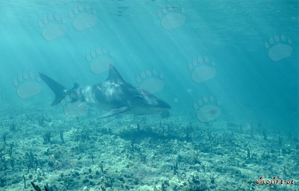 Majestic Bull Shark in the Clear Waters off Walker's Cay, Bahamas