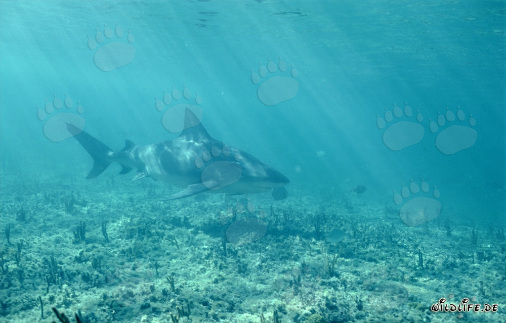 Majestätischer Bullenhai im klaren Wasser vor Walker's Cay, Bahamas