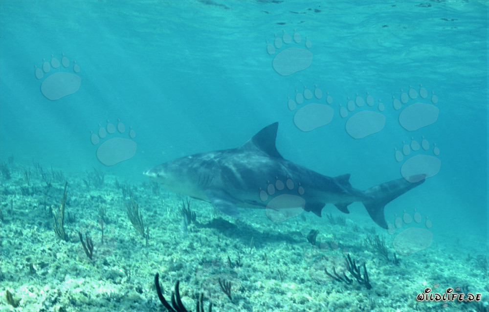 Bull Shark at Shark Point of Walker´s Cay