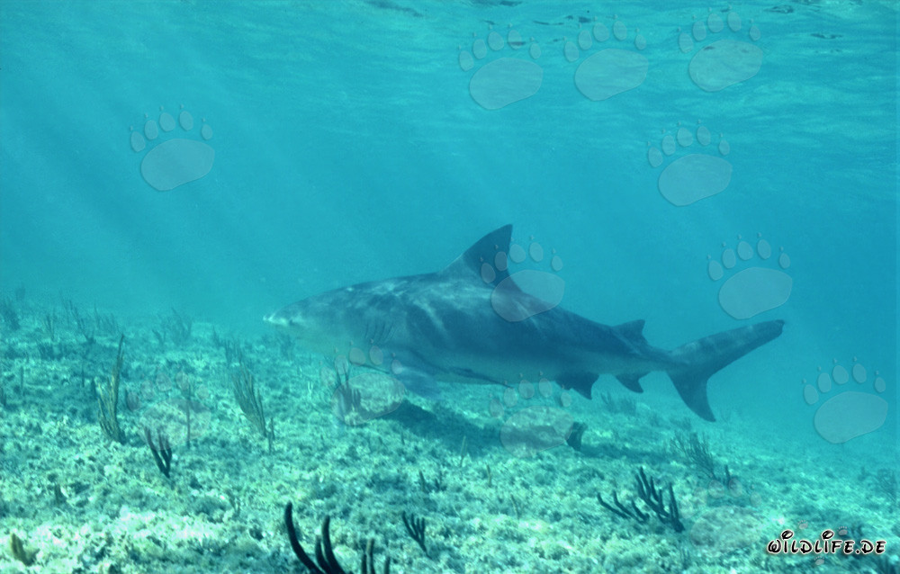 Bullenhai am Shark Point von Walker´s Cay