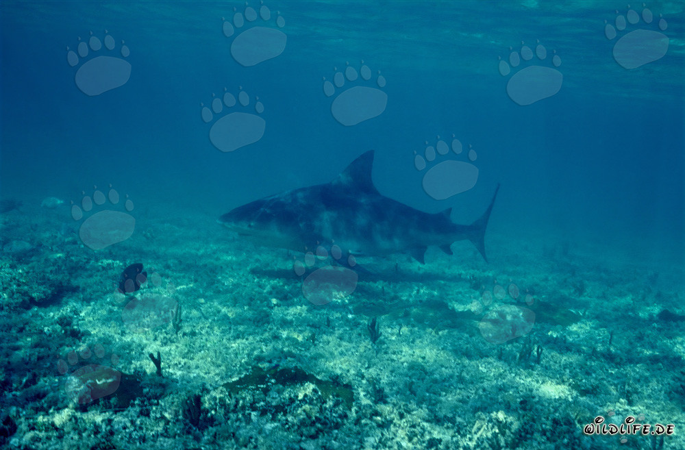 Majestic bull shark hunting for prey