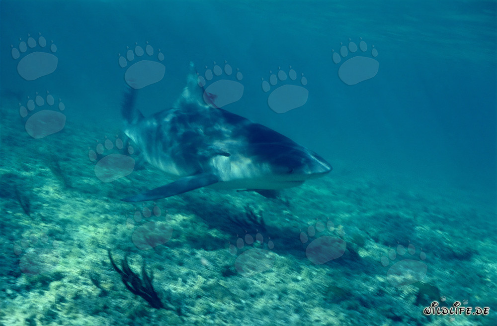 Bull Shark at the Shark Beach of Walker´s Cay