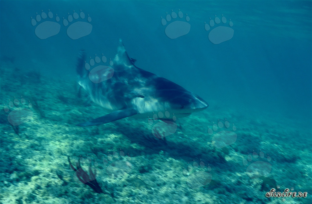 Bullenhai an der Shark Beach von Walker´s Cay