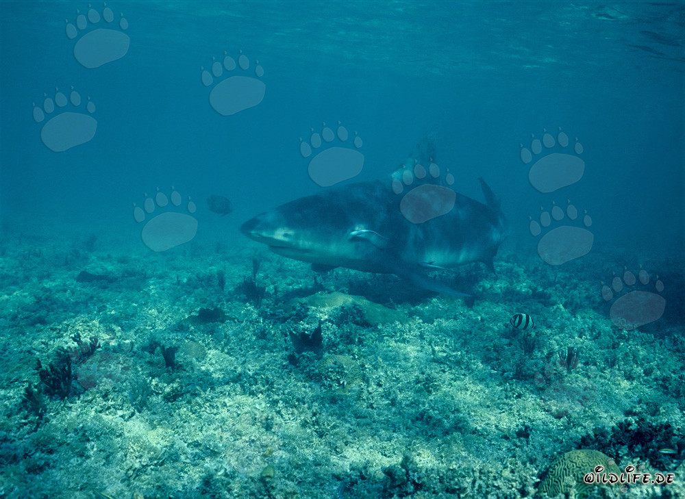 Bull shark on the hunt for prey at Walker´s Cay Shark Beach
