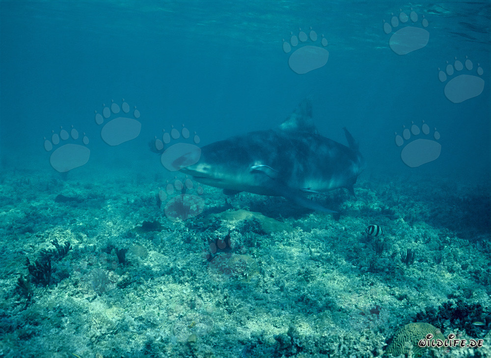 Bullenhai auf Nahrungssuche an der Walker´s Cay Shark Beach