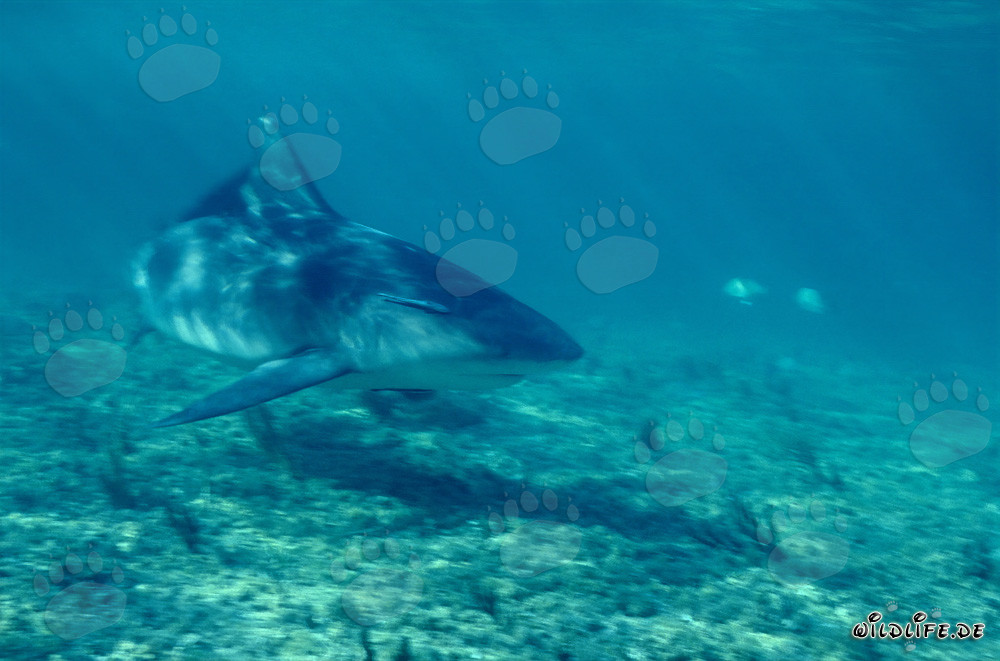Fascinating Bull Shark on the Prowl