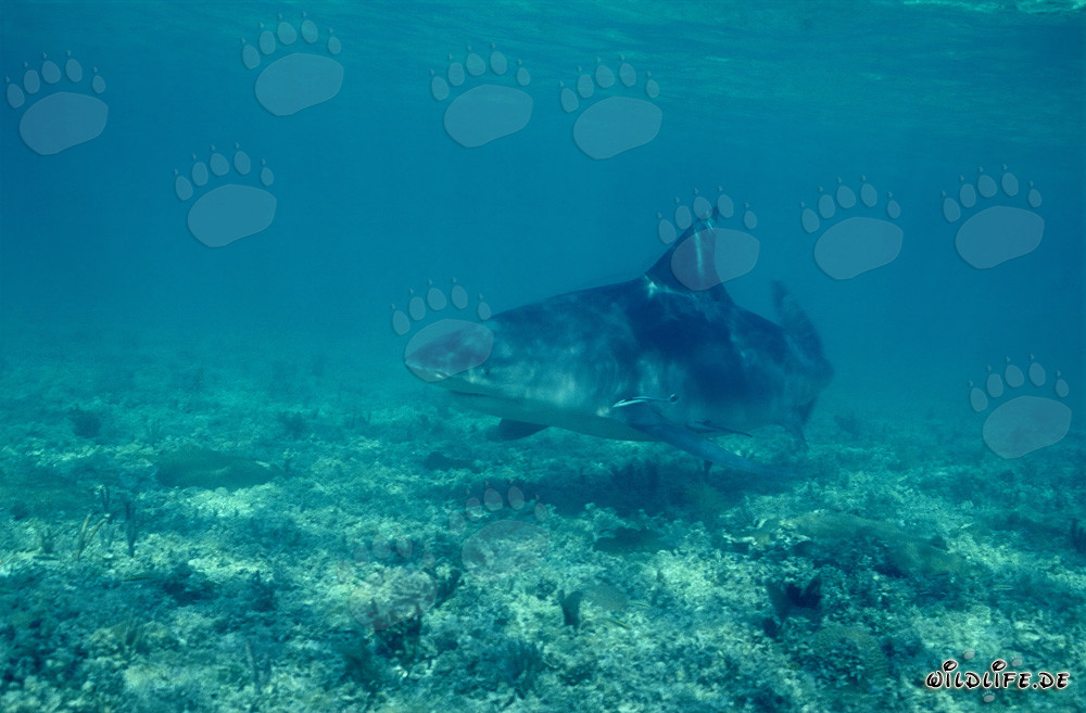 Bull Shark - Menacing Sea Creature on the Hunt for Food