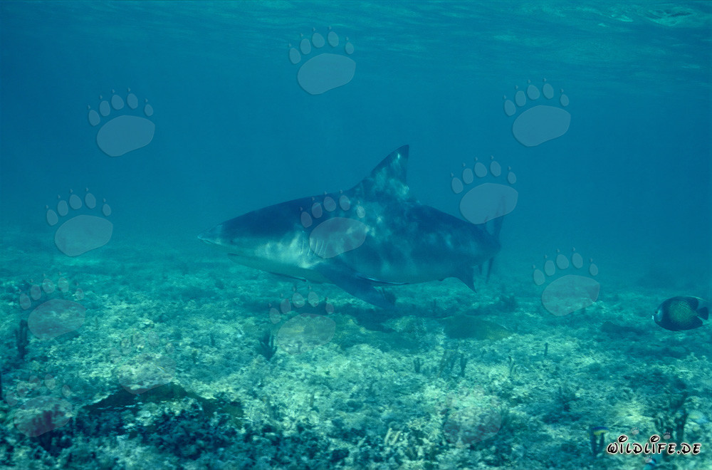 Bull Shark at Shark Beach of Walker´s Cay