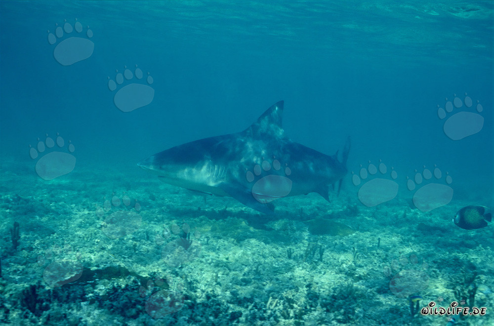 Bullenhai an der Shark Beach von Walker´s Cay