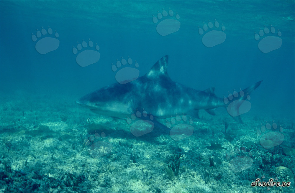 Majestic Bull Shark in the Depths of the Bahamas