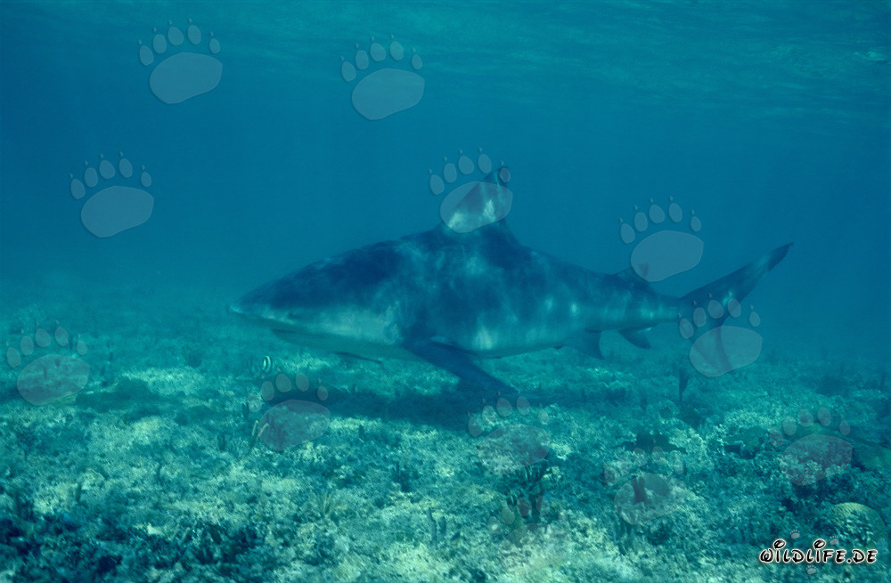 Majestätischer Bullenhai in der Tiefe der Bahamas