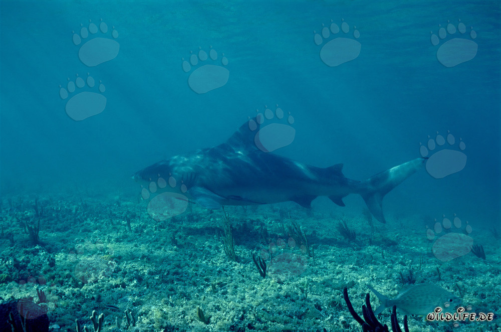 Bull shark hunting for prey in the waters of Walker's Cay