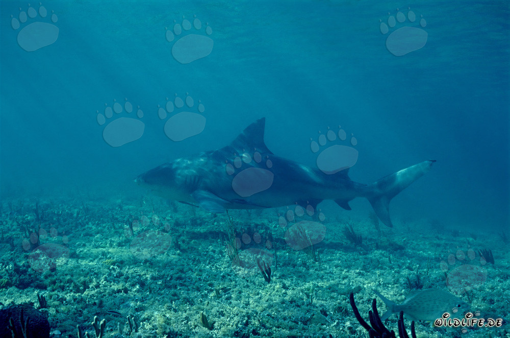 Bullenhai auf der Suche nach Beute in den Gewässern von Walker's Cay