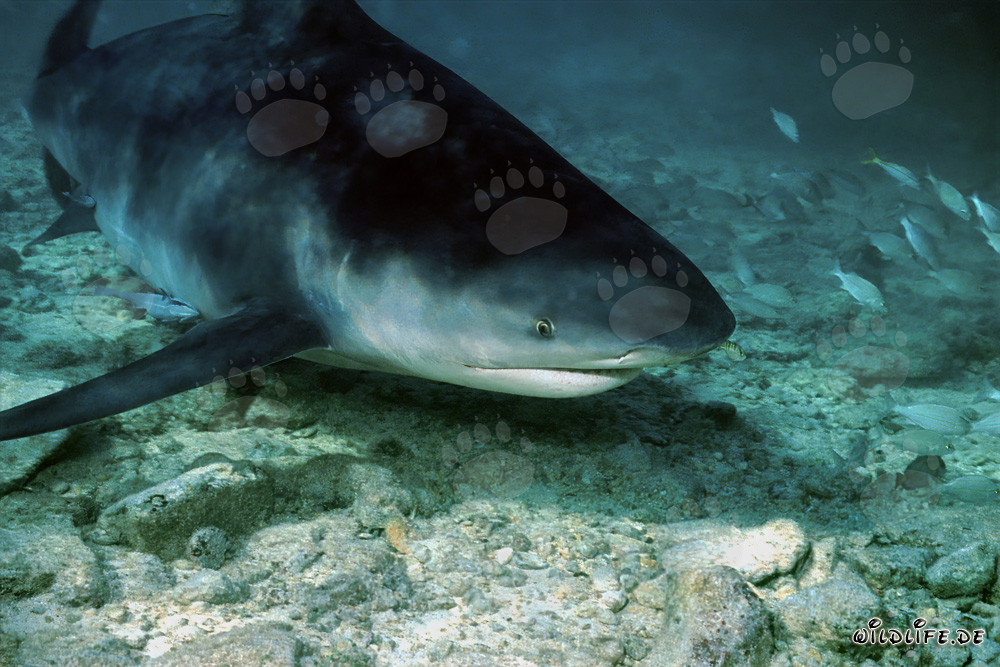 Bull Shark foraging at Shark Beach in Walker´s Cay