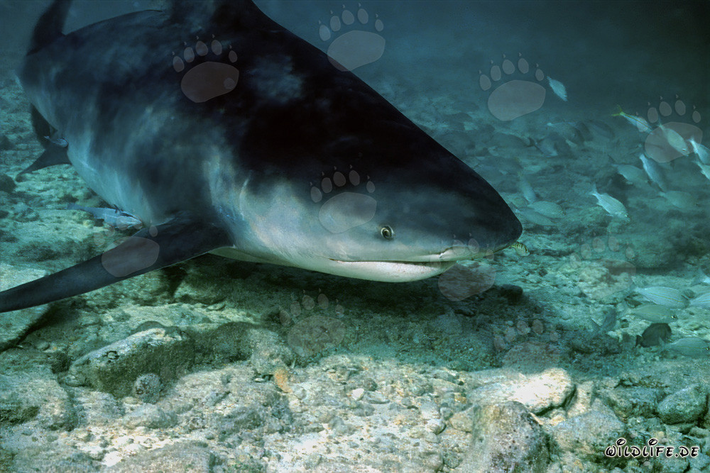 Bullenhai auf Nahrungssuche an der Shark Beach von Walker´s Cay