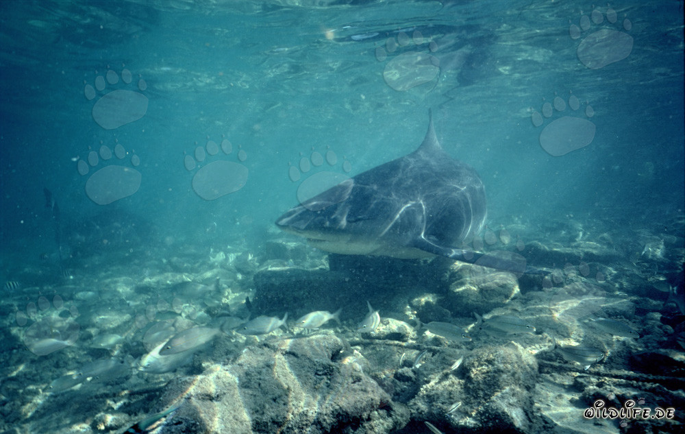 Fascinating Bull Shark emerges and sparks interest