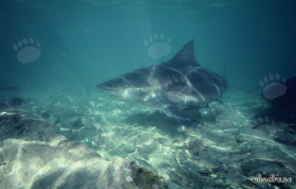 Fascinating Light Patterns on the Bull Shark