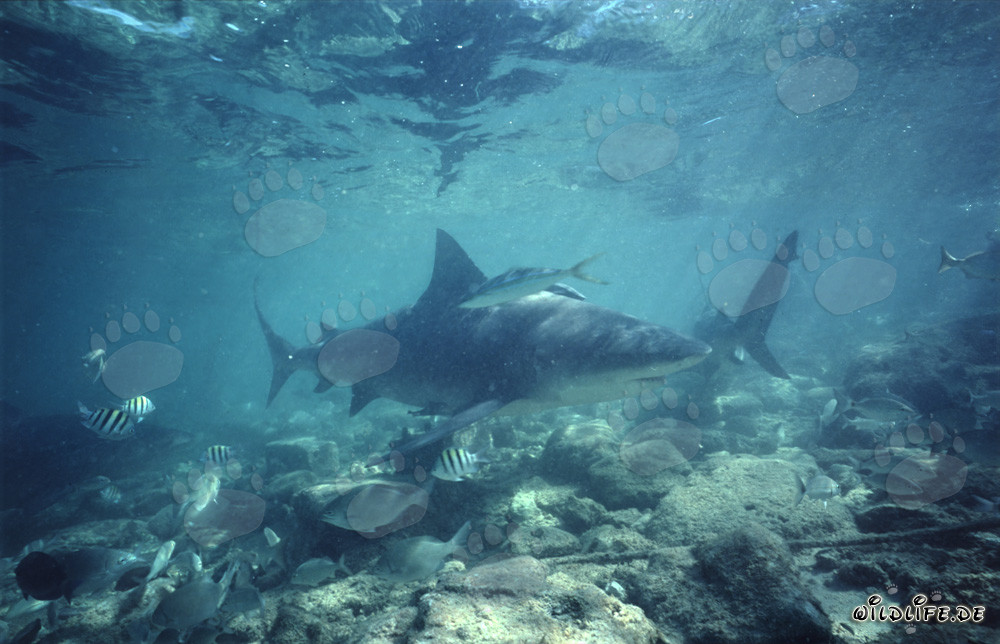 Impressive bull sharks in atmospheric underwater world at Walker's Cay, Bahamas