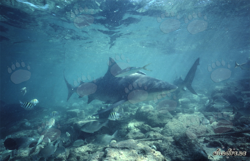 Imposante Bullenhaie in stimmungsvoller Unterwasserwelt auf Walker's Cay, Bahamas