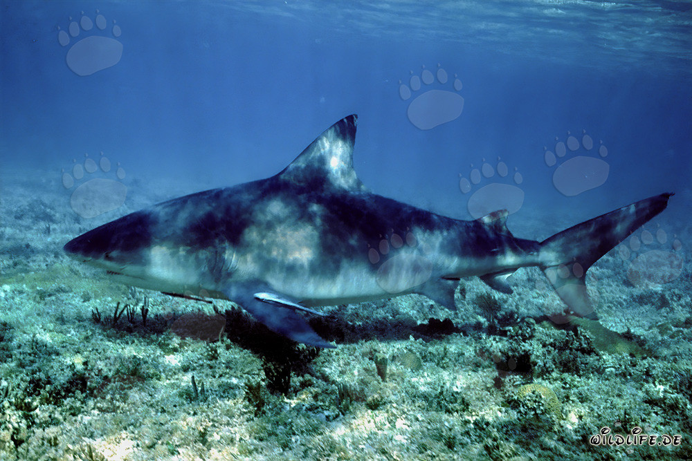 Bull Shark swimming close to the seabed