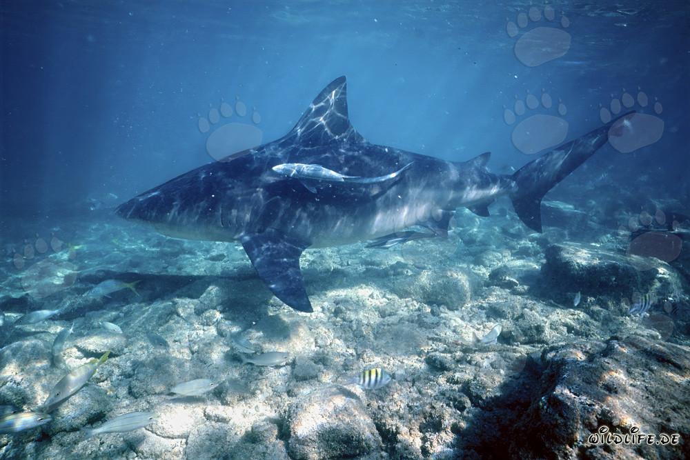 Bull Shark on shallow detrital soil