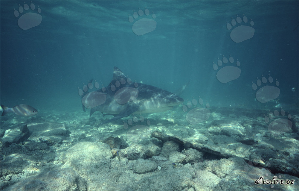 Bull Shark (Carcharhinus leucas) at Shark Beach on Walker's Cay, Bahamas