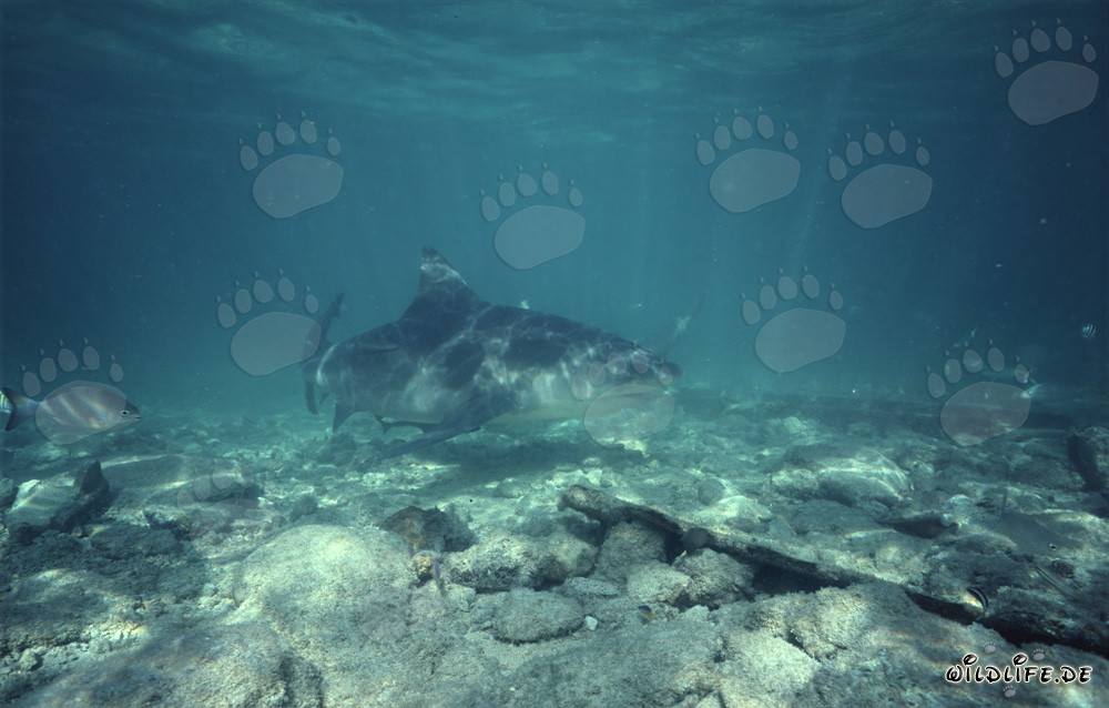 Bullenhai am Shark Beach auf Walker's Cay, Bahamas