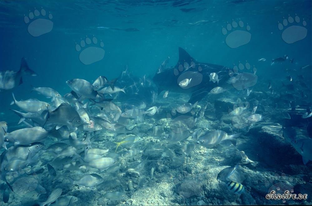 Imposanter Bullenhai umgeben von einem Schwarm kleiner Fische