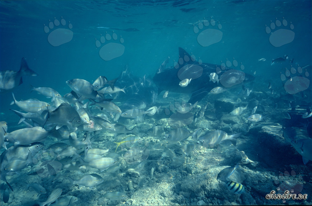 Impressive Bull Shark surrounded by a school of small fish