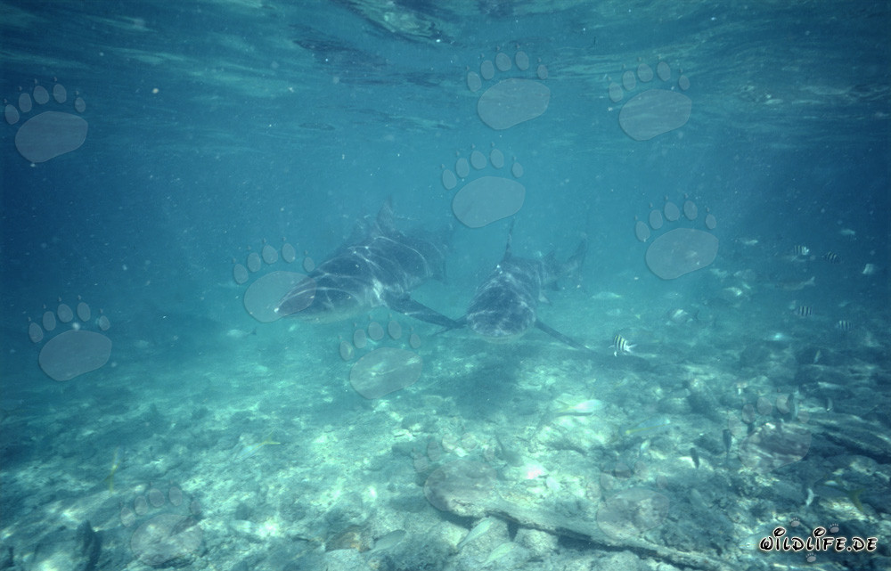 Impressive Encounter: Two Bull Sharks in Clear Water