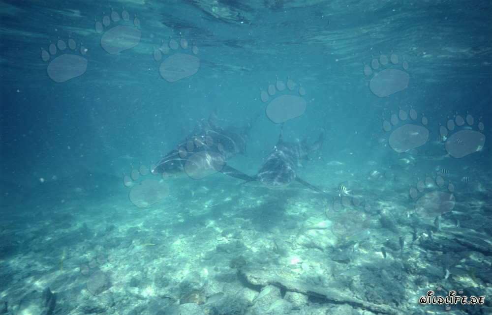 Faszinierende Unterwasserwelt: Zwei Bullenhaie in den Bahamas