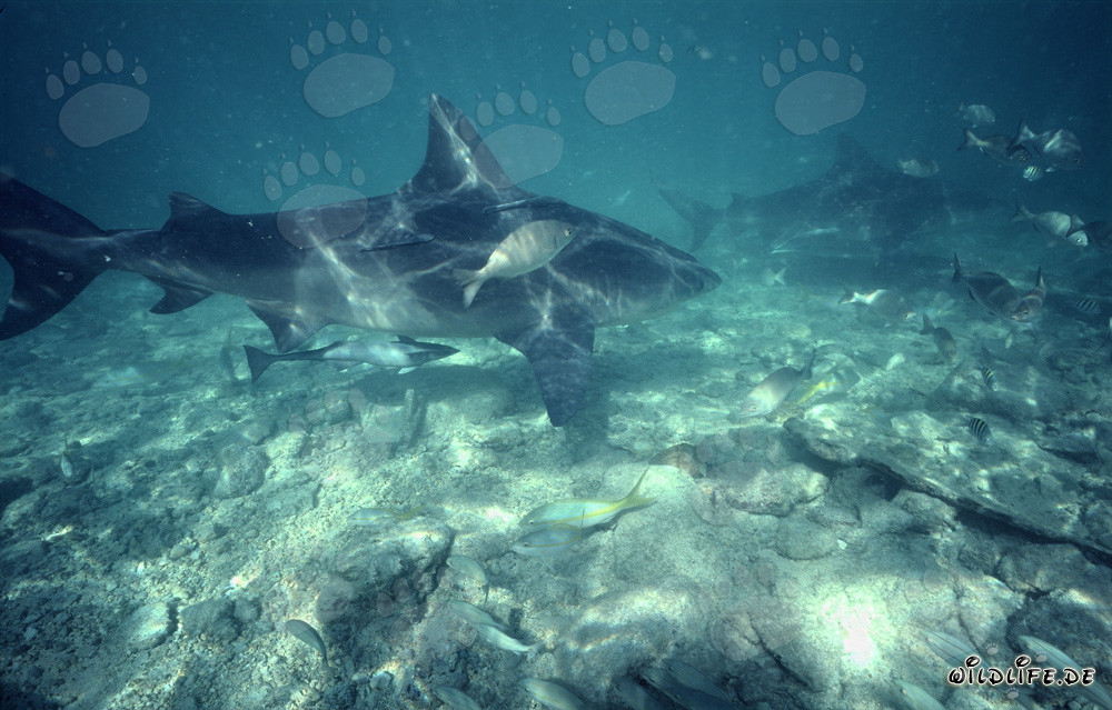 Imposante Bullenhaiformation am Shark Beach von Walker's Cay