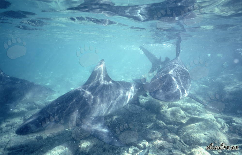 Fascinating Bull Sharks swimming over rocky seabed at Shark Beach