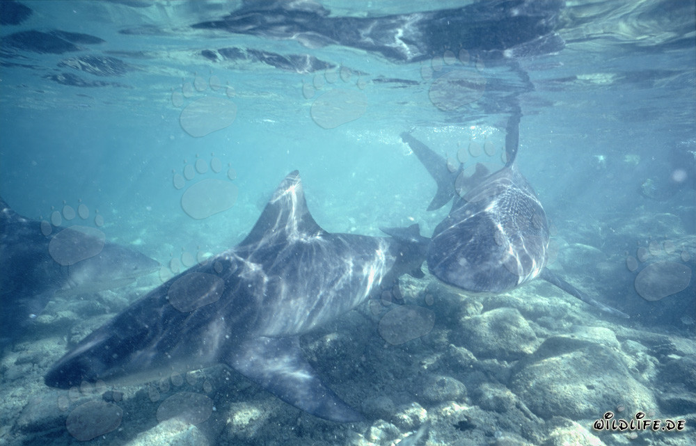 Faszinierende Bullenhaie schwimmen über steinigem Meeresgrund am Shark Beach