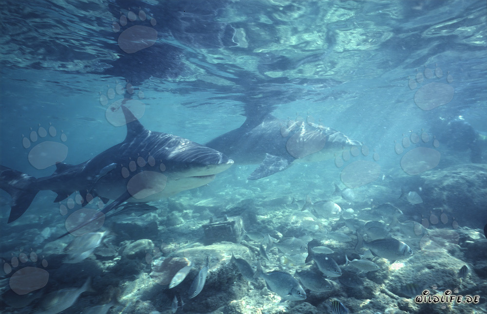 Erleben Sie beim Schnorcheln auf den Bahamas die faszinierende Welt der Bullenhaien