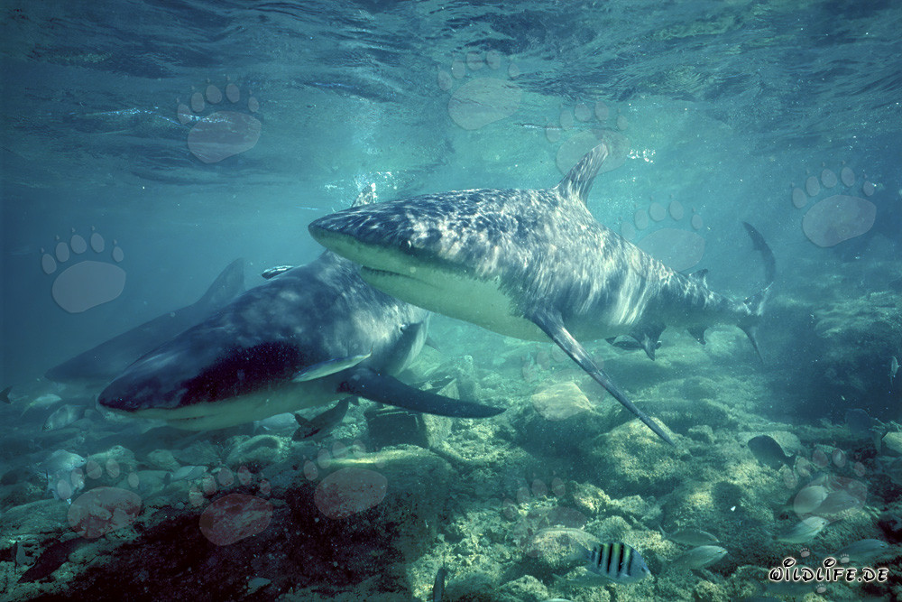 Three Bull Sharks on patrol in the waters of Walker´s Cay, Bahamas