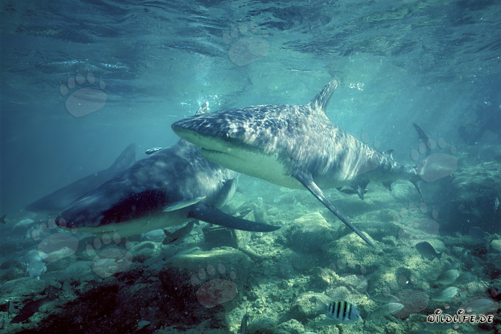Drei Bullenhaie auf Patrouille in den Gewässern von Walker´s Cay, Bahamas