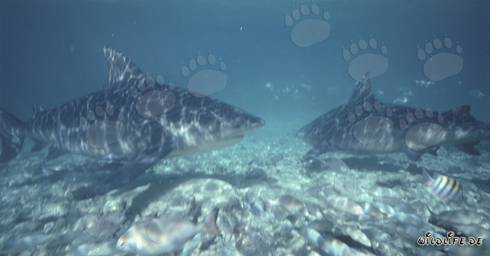 Impressive Bull Sharks in the Waters of Walker´s Cay