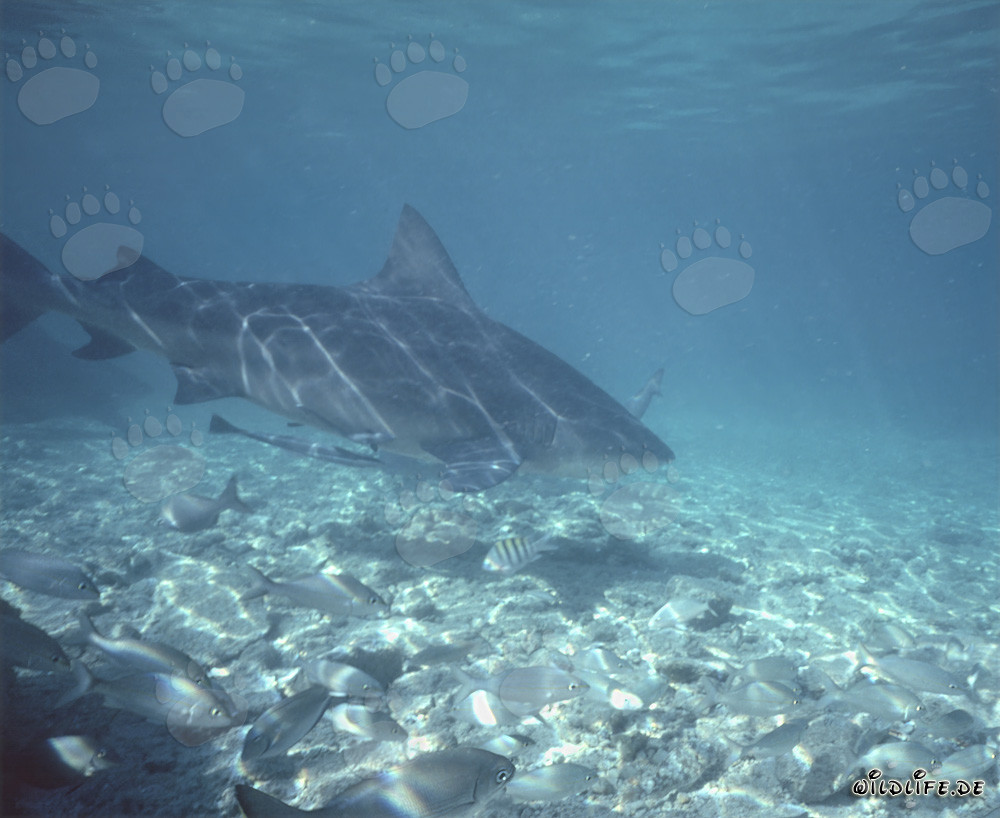 Bull Shark (Carcharhinus leucas)