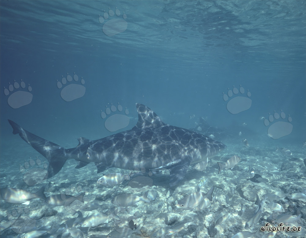 Bull Sharks in the Waters of the Bahamas