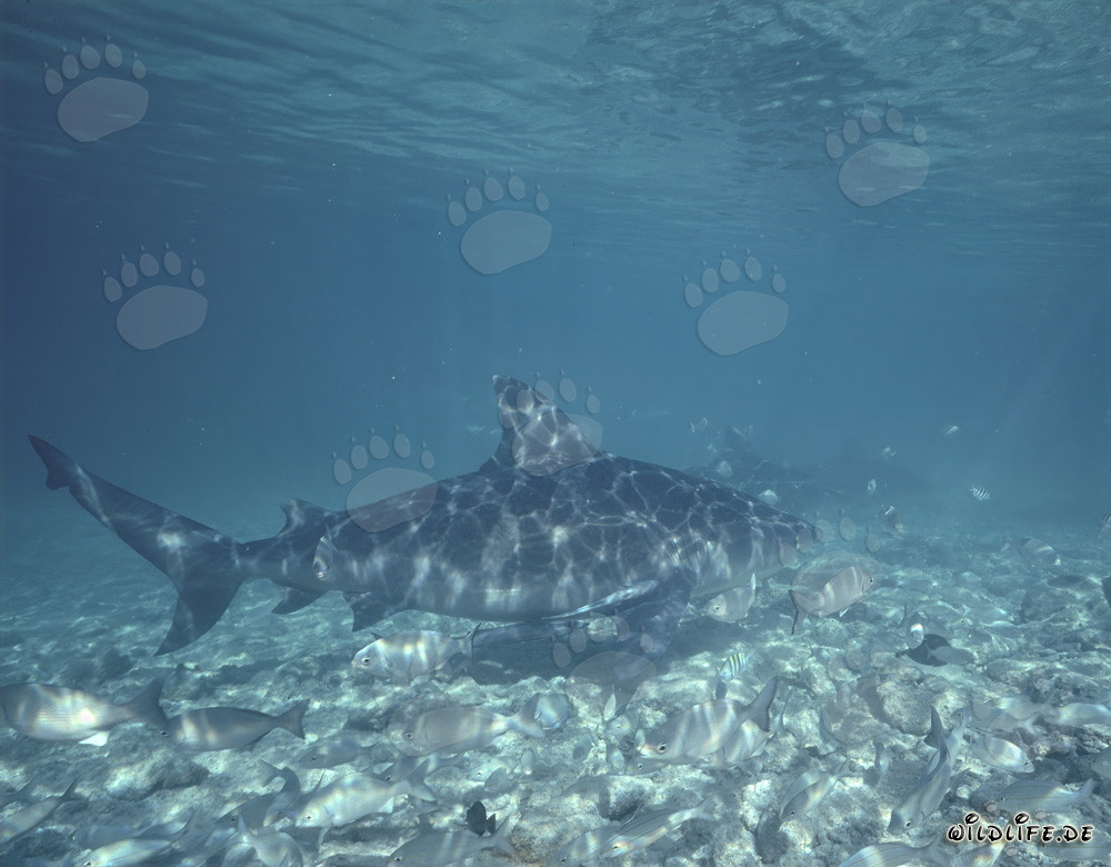 Bullenhaie in den Gewässern der Bahamas