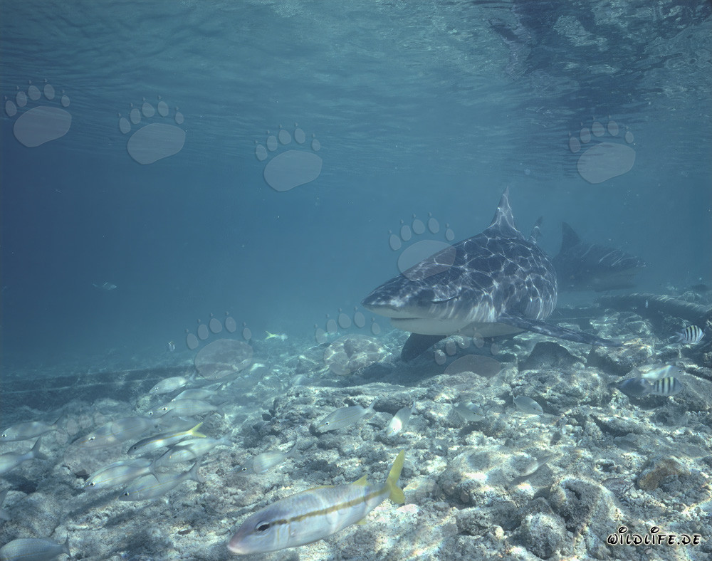 Fascinating Bull Sharks at an Exotic Beach