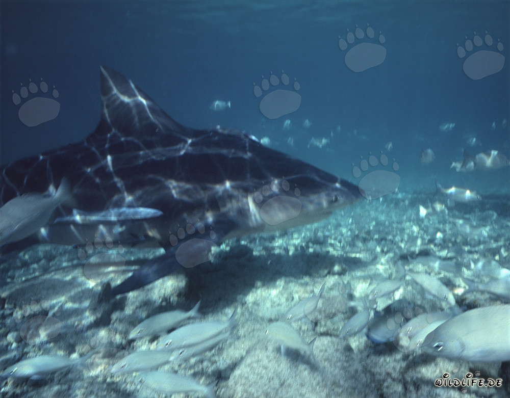 Majestätischer Bullenhai umgeben von kleinen Fischen