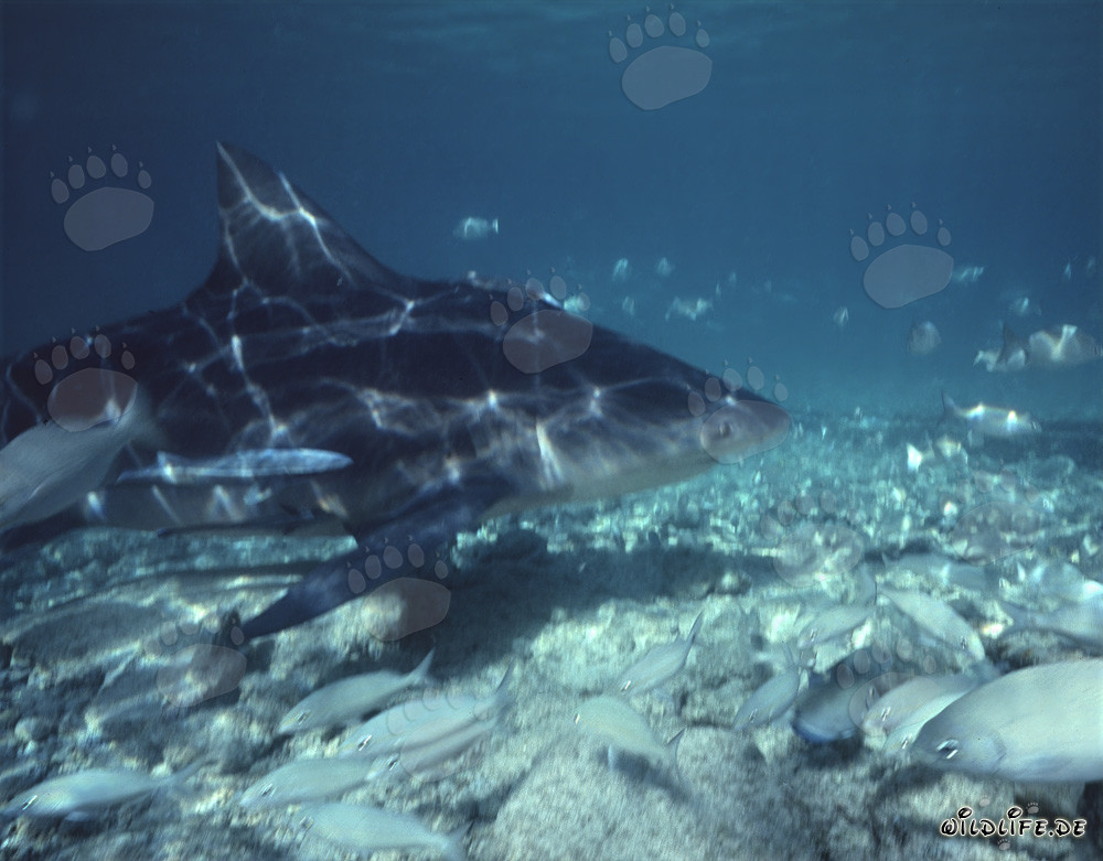 Majestic Bull Shark Surrounded by Small Fish