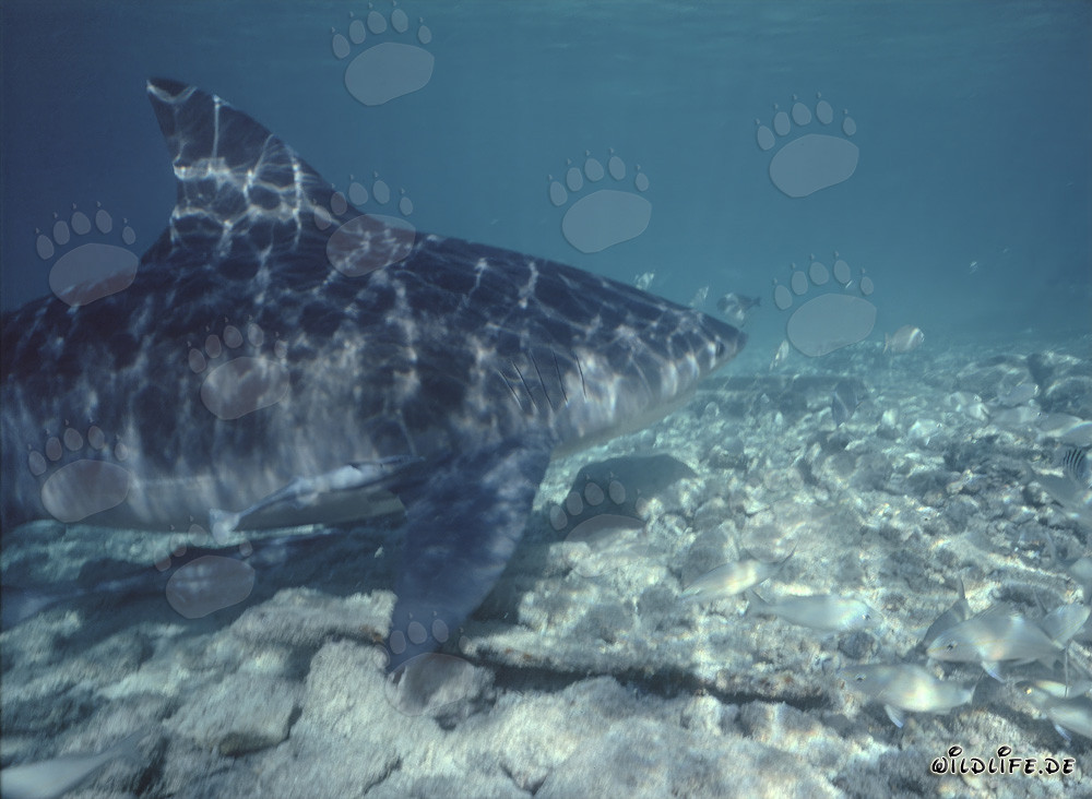 Majestic Bull Shark swimming over rocky seabed