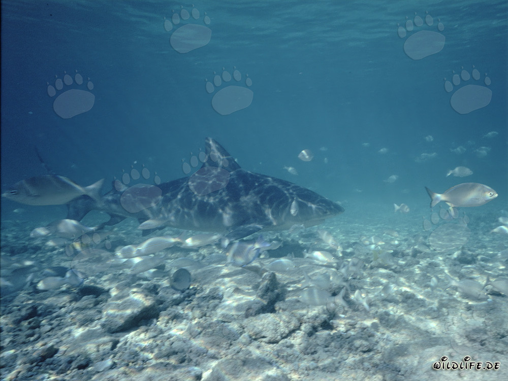 Imposanter Bullenhai umgeben von kleinen Fischen