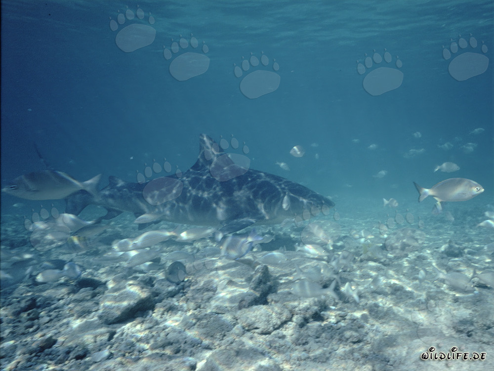 Impressive Bull Shark surrounded by small fish