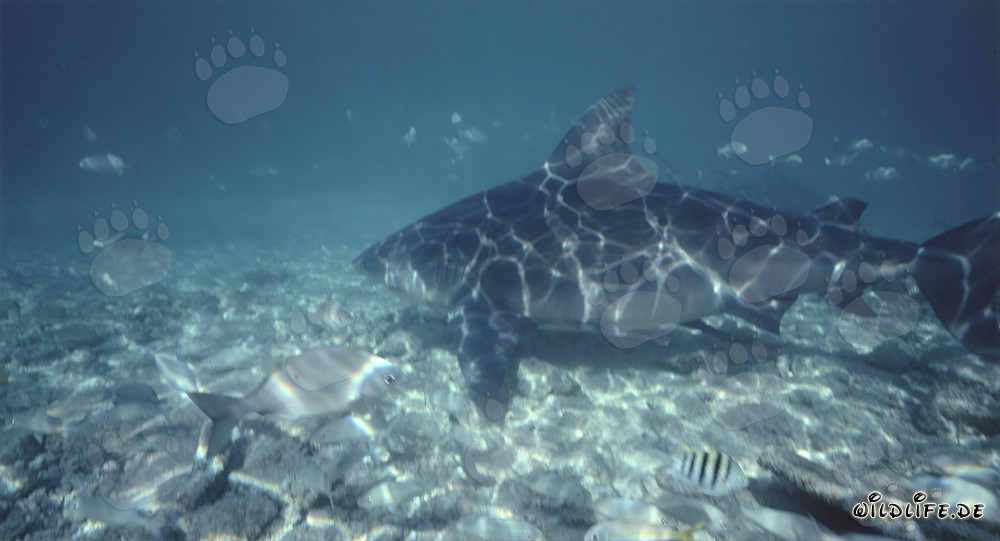 Fascinating sunlight creates unique pattern on the majestic Bull Shark