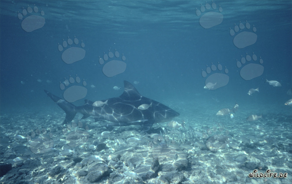 Bull Shark in Tropical Waters