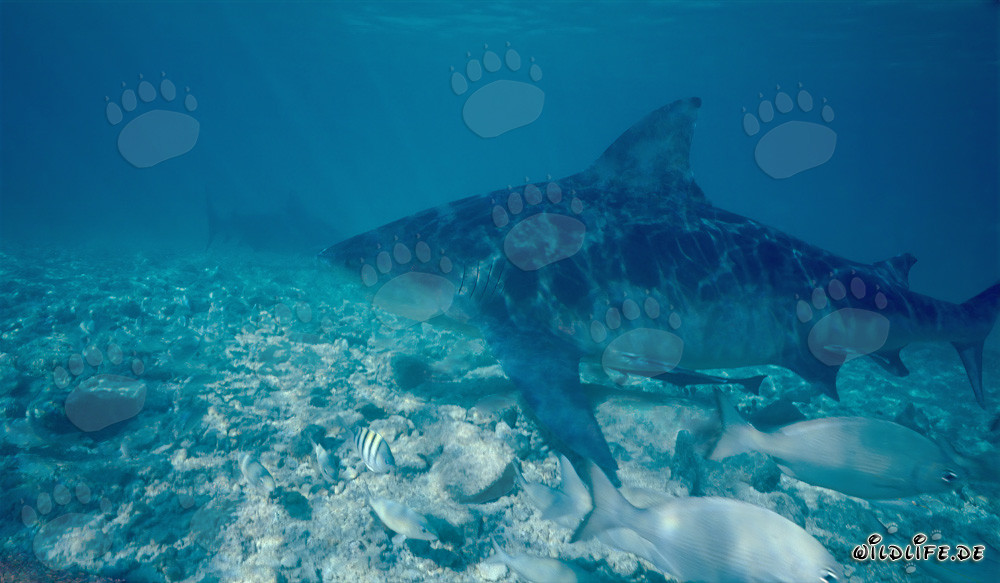 Impressive Bull Shark on the Hunt